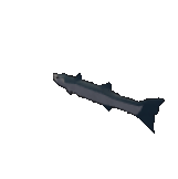 Barracuda Fish